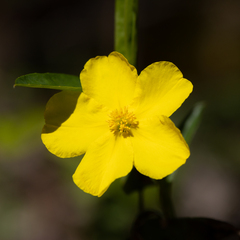 Hibbertia cunninghamii