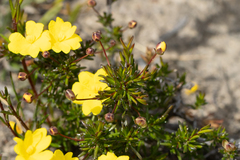 Hibbertia acerosa