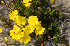 Hibbertia acerosa