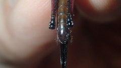 Copiocera surinamensis