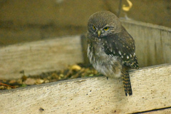 Glaucidium nana