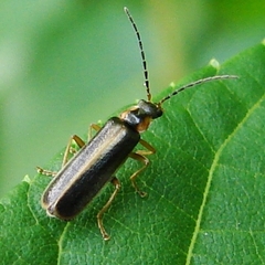Rhagonycha campestris
