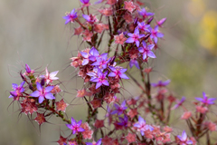 Calytrix leschenaultii