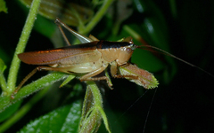 Eschatoceras