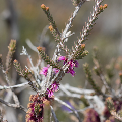 Melaleuca suberosa