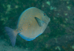 Prionurus maculatus
