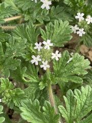 Glandularia quadrangulata
