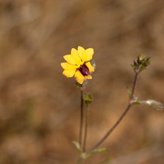 Goodenia trinervis