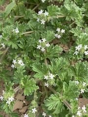 Glandularia quadrangulata