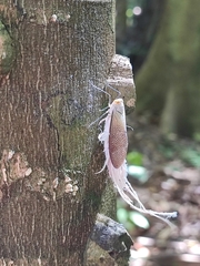 Pterodictya reticularis