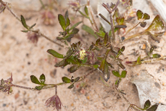 Xanthosia huegelii