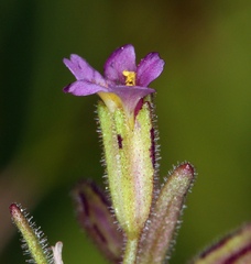Erythranthe breweri