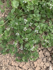 Glandularia quadrangulata