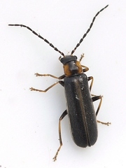 Rhagonycha recta