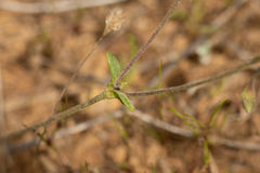 Goodenia trinervis