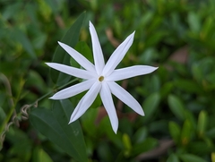 Jasminum nervosum