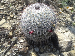 Mammillaria haageana