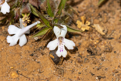 Hemiandra pungens