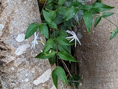 Jasminum nervosum