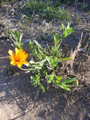 Dimorphotheca sinuata