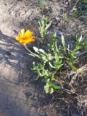 Dimorphotheca sinuata