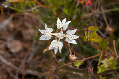 Xanthosia rotundifolia