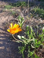 Dimorphotheca sinuata