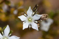 Orianthera serpyllifolia