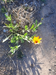 Dimorphotheca sinuata