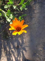 Dimorphotheca sinuata