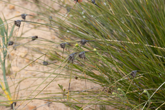 Mesomelaena tetragona