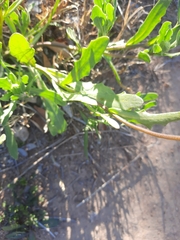 Dimorphotheca sinuata