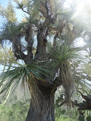 Nolineae