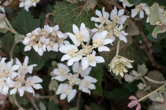 Xanthosia rotundifolia