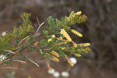 Acacia drummondii
