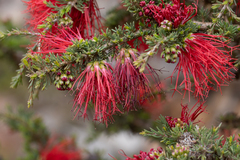 Melaleuca cyrtodonta