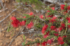 Melaleuca cyrtodonta