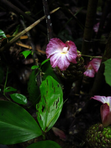 Costus maboumiensis