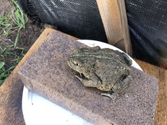 Anaxyrus boreas halophilus