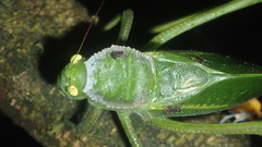 Steirodon