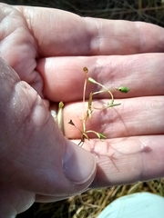 Phyllangium distylis