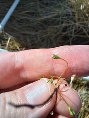 Phyllangium distylis