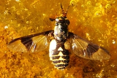 Chrysops callidus