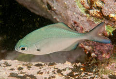 Scorpis lineolata