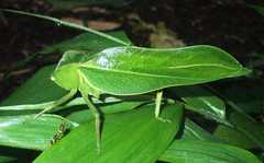 Steirodon
