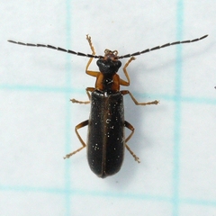 Rhagonycha