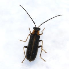 Rhagonycha