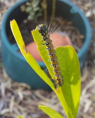 Uresiphita ornithopteralis