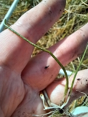 Lilaeopsis polyantha