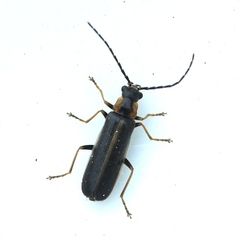 Rhagonycha